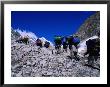Porters On Mountaineering Expedition Climbing Tirich Glacier In Hindu Kush Range, Pakistan by Grant Dixon Limited Edition Print