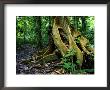 Close-Up Of Base Of Tree With Roots In Rainforest, Costa Rica by Roy Toft Limited Edition Pricing Art Print