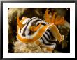 Nudibranch Crawls Over The Reef, Malapascua Island, Philippines by Tim Laman Limited Edition Pricing Art Print