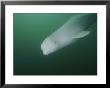 Underwater Close View Of A Beluga Whale by Brian J. Skerry Limited Edition Pricing Art Print
