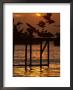 Pelicans Congregate On Pier At Chorro Beach, Arica, Tarapaca, Chile by Paul Kennedy Limited Edition Pricing Art Print