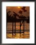 Pelicans Congregate On Pier At Chorro Beach, Arica, Tarapaca, Chile by Paul Kennedy Limited Edition Print