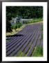 Senaque Abbey And Lavender Fields, Gordes, Provence, France by Steve Vidler Limited Edition Print