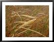 A Close View Of Raindrops On The Meadow Grass by Raymond Gehman Limited Edition Print