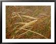 A Close View Of Raindrops On The Meadow Grass by Raymond Gehman Limited Edition Pricing Art Print