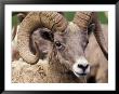 Bighorn Sheep, Northwest Trek Wildlife Park, Washington, Usa by William Sutton Limited Edition Pricing Art Print