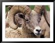 Bighorn Sheep, Northwest Trek Wildlife Park, Washington, Usa by William Sutton Limited Edition Print