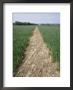 Pathway Through Field, Essex, United Kingdom by Jeremy Bright Limited Edition Print
