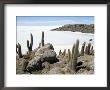 Cacti On Isla De Los Pescadores, And Salt Flats, Salar De Uyuni, Southwest Highlands, Bolivia by Tony Waltham Limited Edition Print