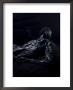 Grauballe Man, Iron Age Bog Mummy, Aarhus, Denmark, Scandinavia by Christina Gascoigne Limited Edition Print