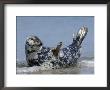 Gray Seal (Grey Seal), Halichoerus Grypus, Heligoland, Germany by Thorsten Milse Limited Edition Pricing Art Print