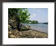 Cowlands And Combe Creeks Off River Fal, Near Truro, Cornwall, England, United Kingdom by Richard Ashworth Limited Edition Print