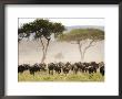 Topi, Serengeti National Park, Shinyanga, Tanzania by Ariadne Van Zandbergen Limited Edition Print