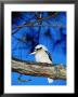 Kookaburra, Queensland, Australia by Holger Leue Limited Edition Pricing Art Print