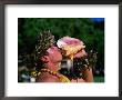 Man Blowing Conch Shell, Oahu, Hawaii by Lee Foster Limited Edition Print