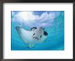 Spotted Eagle Ray From Underneath, Caribbean Sea by Doug Perrine Limited Edition Print