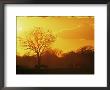 African Buffalo, Feeding At Sunset, Hwange National Park, Zimbabwe by Pete Oxford Limited Edition Print