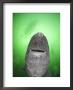 Greenland Sleeper Shark (Somniosus Microcephalus) St. Lawrence River Estuary, Canada by Doug Perrine Limited Edition Pricing Art Print