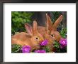 Mother And Baby New Zealand Rabbit Amongst Petunias, Usa by Lynn M. Stone Limited Edition Print
