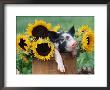 Mixed-Breed Piglet In Basket With Sunflowers, Usa by Lynn M. Stone Limited Edition Print