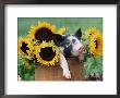 Mixed-Breed Piglet In Basket With Sunflowers, Usa by Lynn M. Stone Limited Edition Pricing Art Print