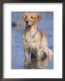Golden Retriever In Water, Usa, North America by Lynn M. Stone Limited Edition Print