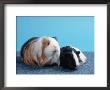Sheltie Guinea Pig With Young by Petra Wegner Limited Edition Print