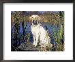 Golden Labrador Retriever Dog Portrait, Sitting By Water by Lynn M. Stone Limited Edition Print