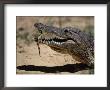 Nile Crocodile Holding Newly Hatched Young In Mouth, Kenya by Anup Shah Limited Edition Print