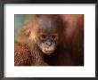 Orang Utan (Pongo Abelii) Baby Portrait, Gunung Leuser National Park, Indonesia by Anup Shah Limited Edition Print