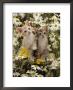 Domestic Cat, 8-Week, Burmese-Cross Kittens Among Ox-Eye Daisies And Buttercups by Jane Burton Limited Edition Print