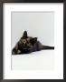 Domestic Cat, 8-Week Tortoiseshell Kitten Ready To Pounce by Jane Burton Limited Edition Print