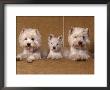 Domestic Dogs, Two West Highland Terriers / Westies With A Puppy by Adriano Bacchella Limited Edition Print
