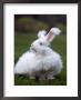 Domestic Angora Rabbit by Reinhard Limited Edition Print