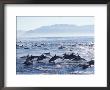 Large School Of Common Dolphins Feed On Sardines, False Bay, W Cape, S Africa (Delphinus) by Mark Carwardine Limited Edition Print