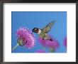 Ruby Throated Hummingbird, Feeding From Flower, Usa by Rolf Nussbaumer Limited Edition Print