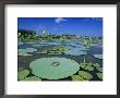 Bullfrog, Adult On American Lotus Lilypad, Welder Wildlife Refuge, Sinton, Texas, Usa by Rolf Nussbaumer Limited Edition Pricing Art Print