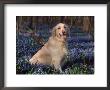 Golden Retriever (Canis Familiaris) Among Bluebells, Usa by Lynn M. Stone Limited Edition Print