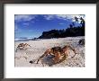 Coconut Crabs On Beach, Christmas Island by Jurgen Freund Limited Edition Print