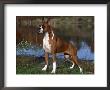 Boxer Dog, Illinois, Usa by Lynn M. Stone Limited Edition Print