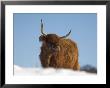 Highland Cow In Snow, Conservation Grazing On Arnside Knott, Cumbria, England by Steve & Ann Toon Limited Edition Print