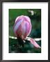Magnolia Dawsoniana Chyverton, (Magnolia) by Mark Bolton Limited Edition Print