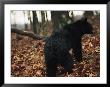 An American Black Bear Foraging For Acorns In The Forest, At Jeremys Run by Raymond Gehman Limited Edition Pricing Art Print