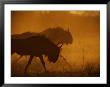 Dust And Low Sunlight Create Silhouettes Of Several Black Wildebeests by Beverly Joubert Limited Edition Print