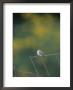A Young Ruby-Throated Hummingbird On A Rusty Fence by Taylor S. Kennedy Limited Edition Print