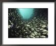 A School Of Snappers Swims In Perfect Unison by Bill Curtsinger Limited Edition Print