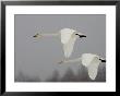 Two Whooper Swans (Cygnus Cygnus) In Flight During Snow Storm by Roy Toft Limited Edition Print