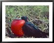 Male Frigatebird Showing Inflated Pouch During Breeding Season, Galapagos Islands, Ecuador by Jim Zuckerman Limited Edition Print