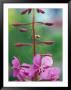 Fireweed Detail, Alaska by Rich Reid Limited Edition Print