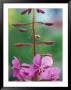 Fireweed Detail, Alaska by Rich Reid Limited Edition Print